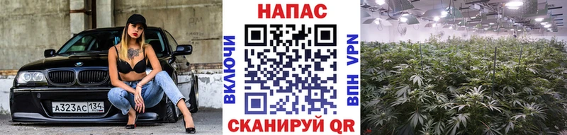 Купить  Петушки  Канабис Ganja 